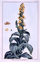 Grande molène